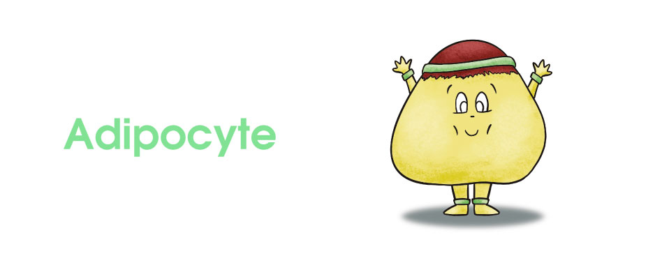 Adipocyte