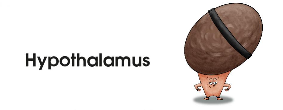 Hypothalamus
