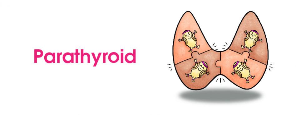 Parathyroid