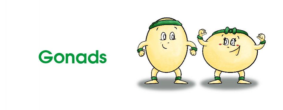 Gonads