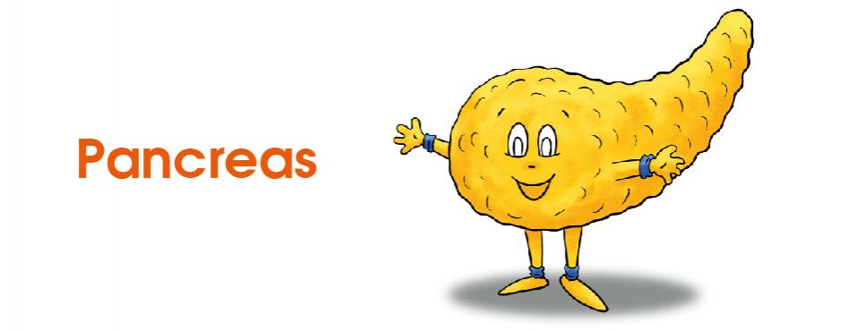 pancreas