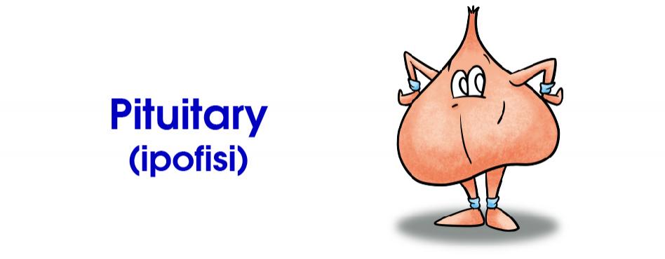 pituitary